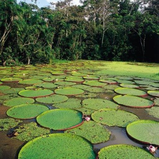 Reserva Nacional Pacaya Samiria (1)