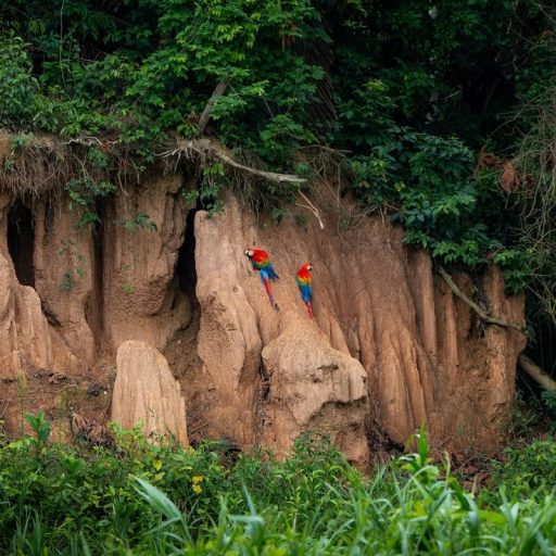 Tambopata (3)